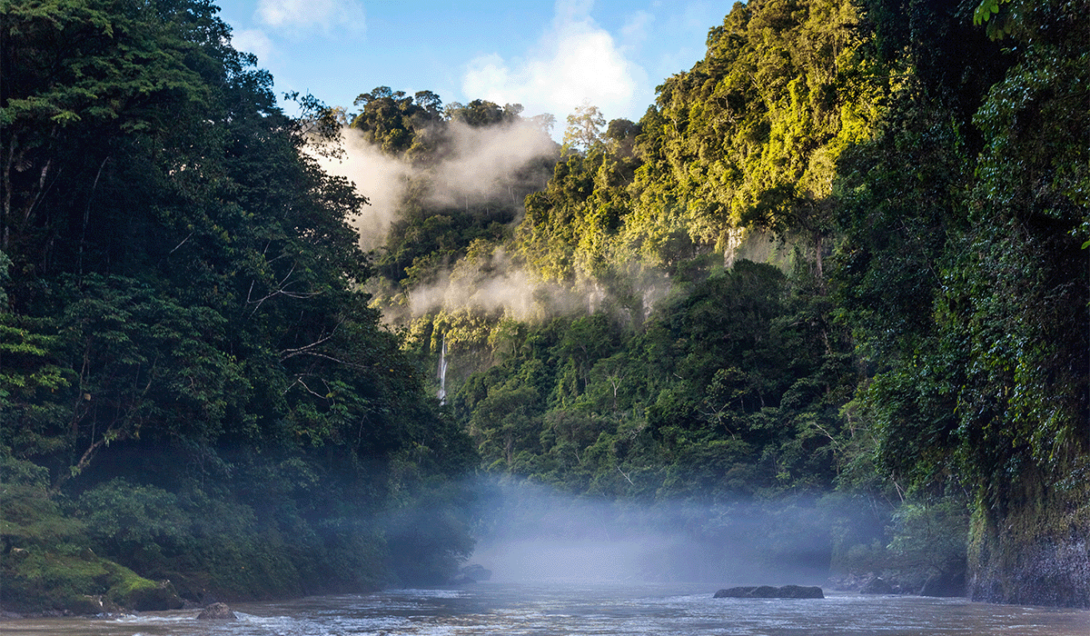 the-10-largest-forests-in-the-world-and-what-makes-them-unique